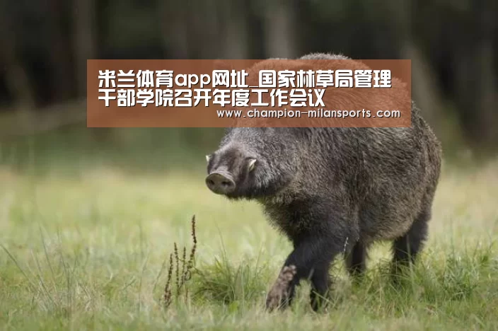 米兰体育app网址