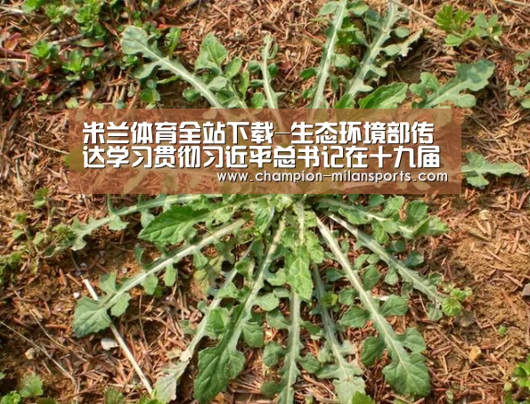 米兰体育app网址